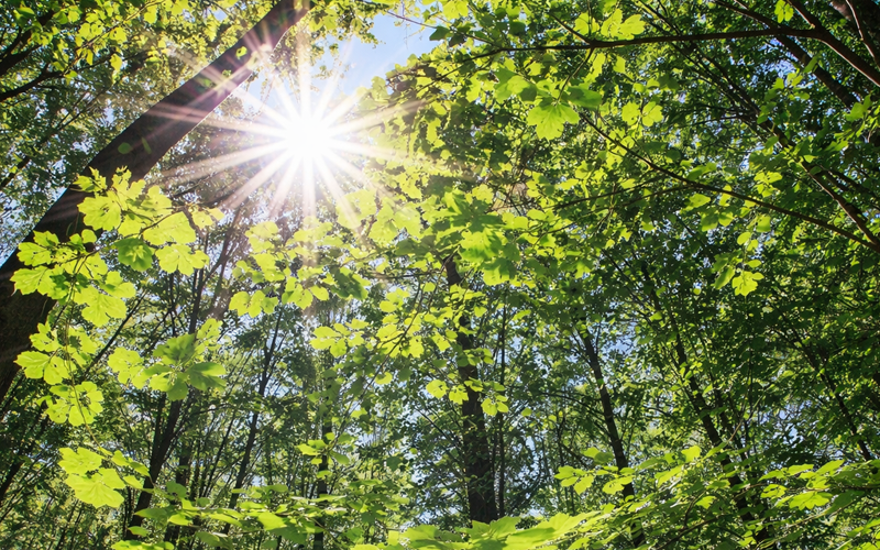 Waldbestattung der Bestattungshilfe Mehrtens in München